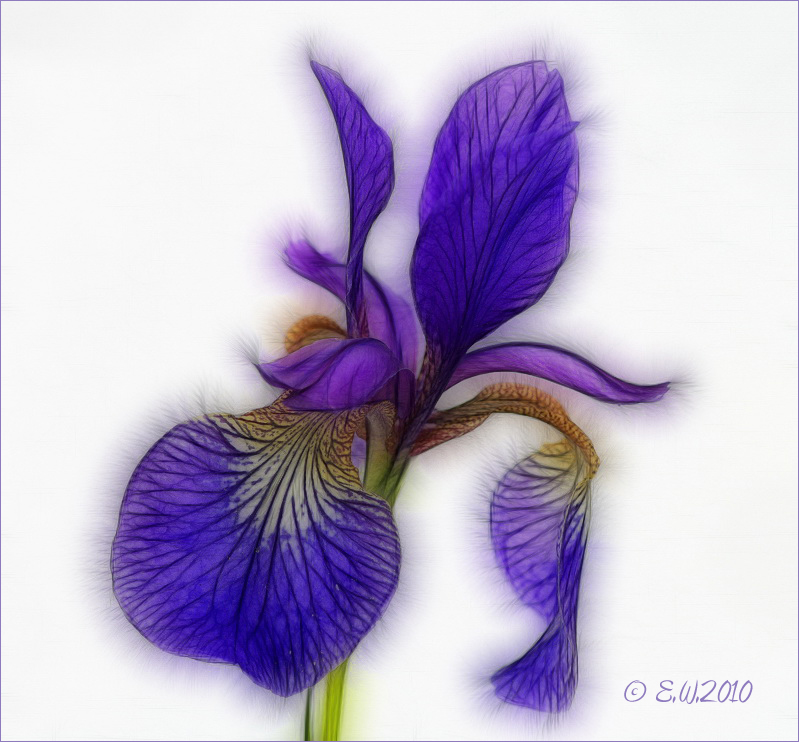 IRIS-FRACTALIUS