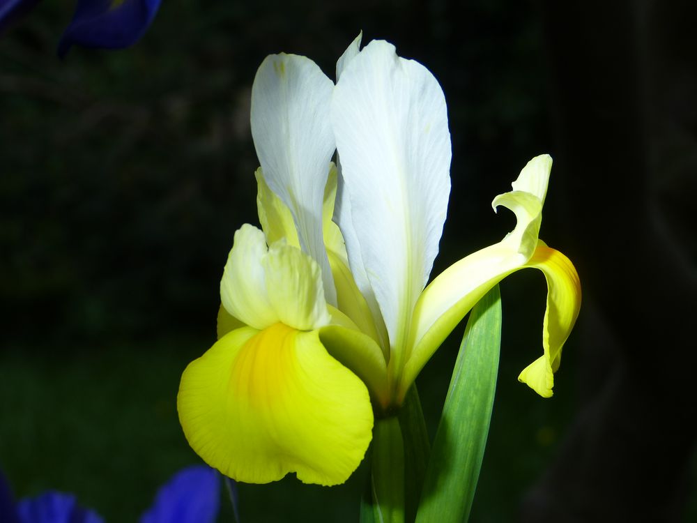 Iris (gelb) Foto & Bild pflanzen, pilze & flechten, blüten