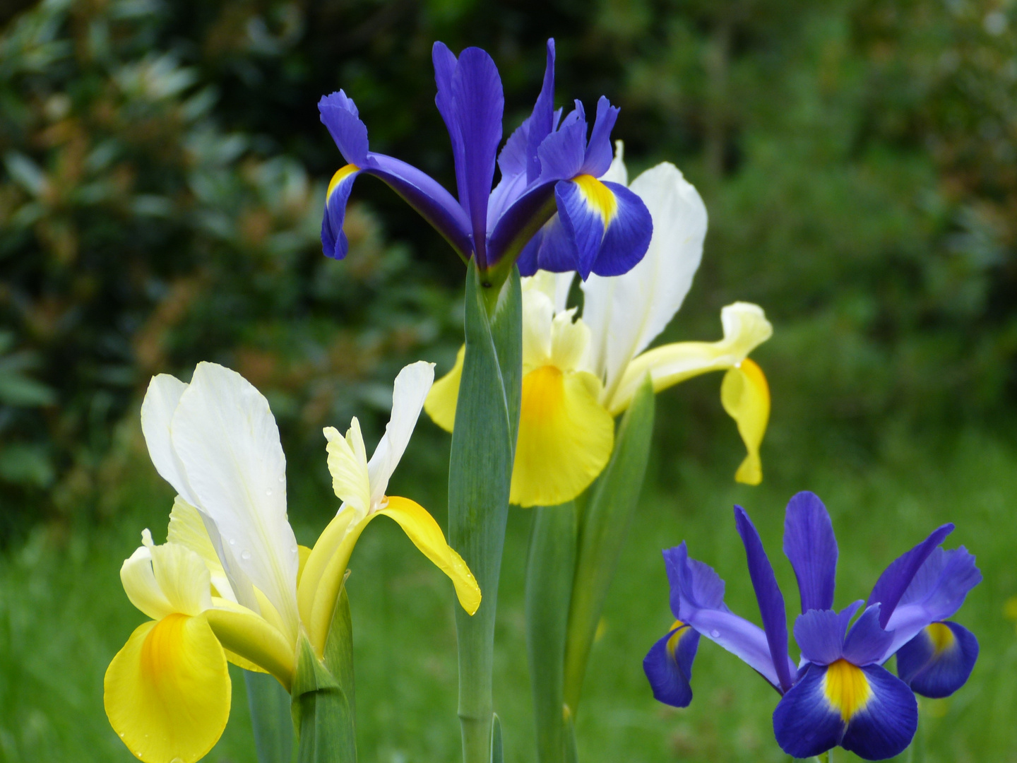 Iris (gelb & blau) Foto & Bild pflanzen, pilze & flechten, blüten