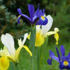 Iris (gelb & blau)