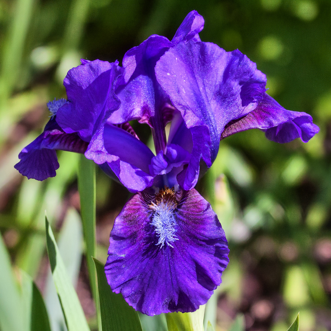 Iris - genannt Schwertlilie