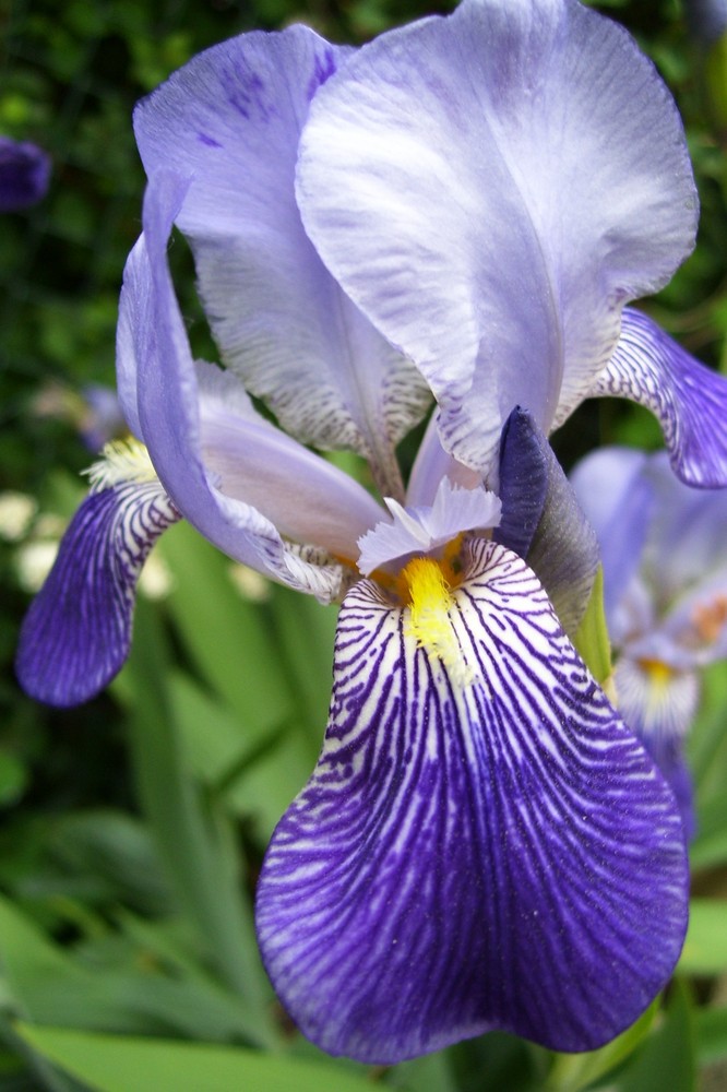 Iris germanica