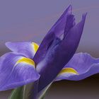 Iris germanica....