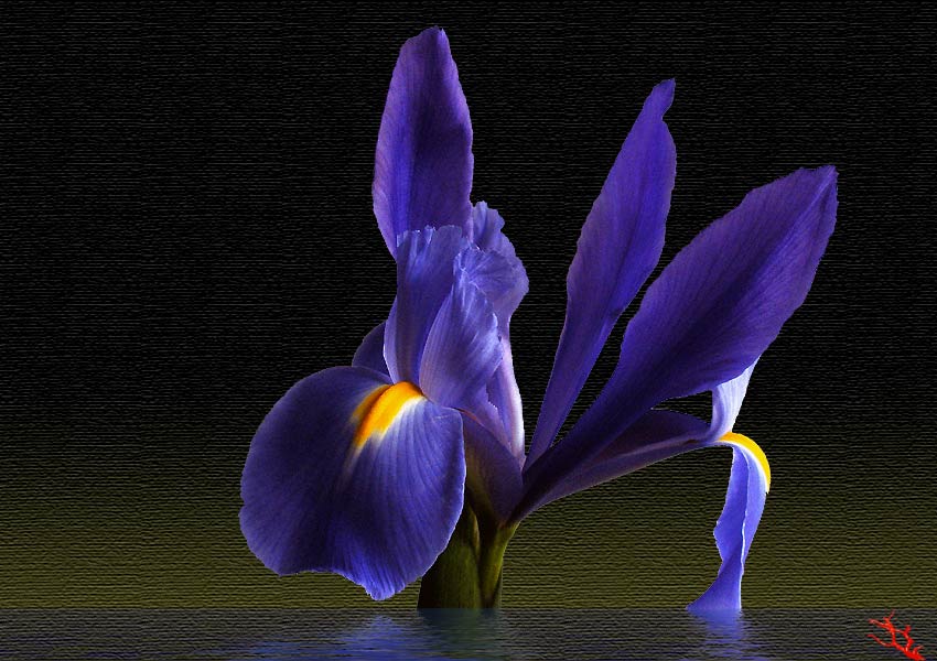 Iris germanica.