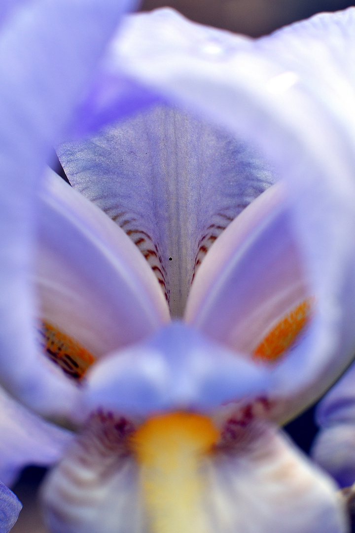 Iris germanica