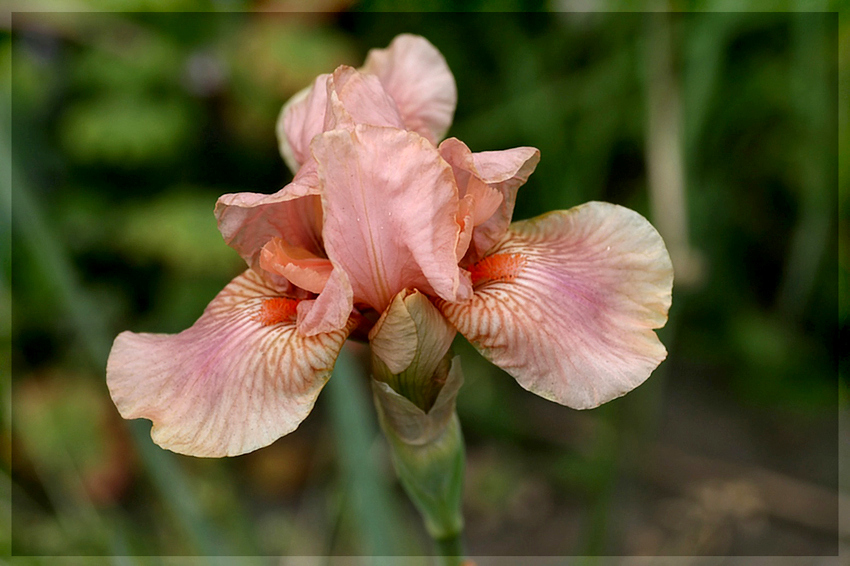 Iris germanica