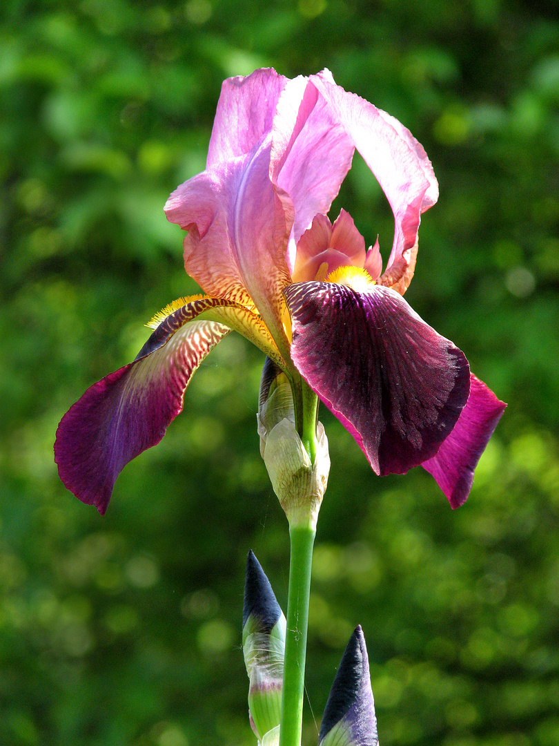 Iris germanica ?