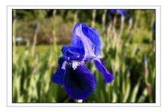 Iris germanica ( Deutsche Schwertlilie )