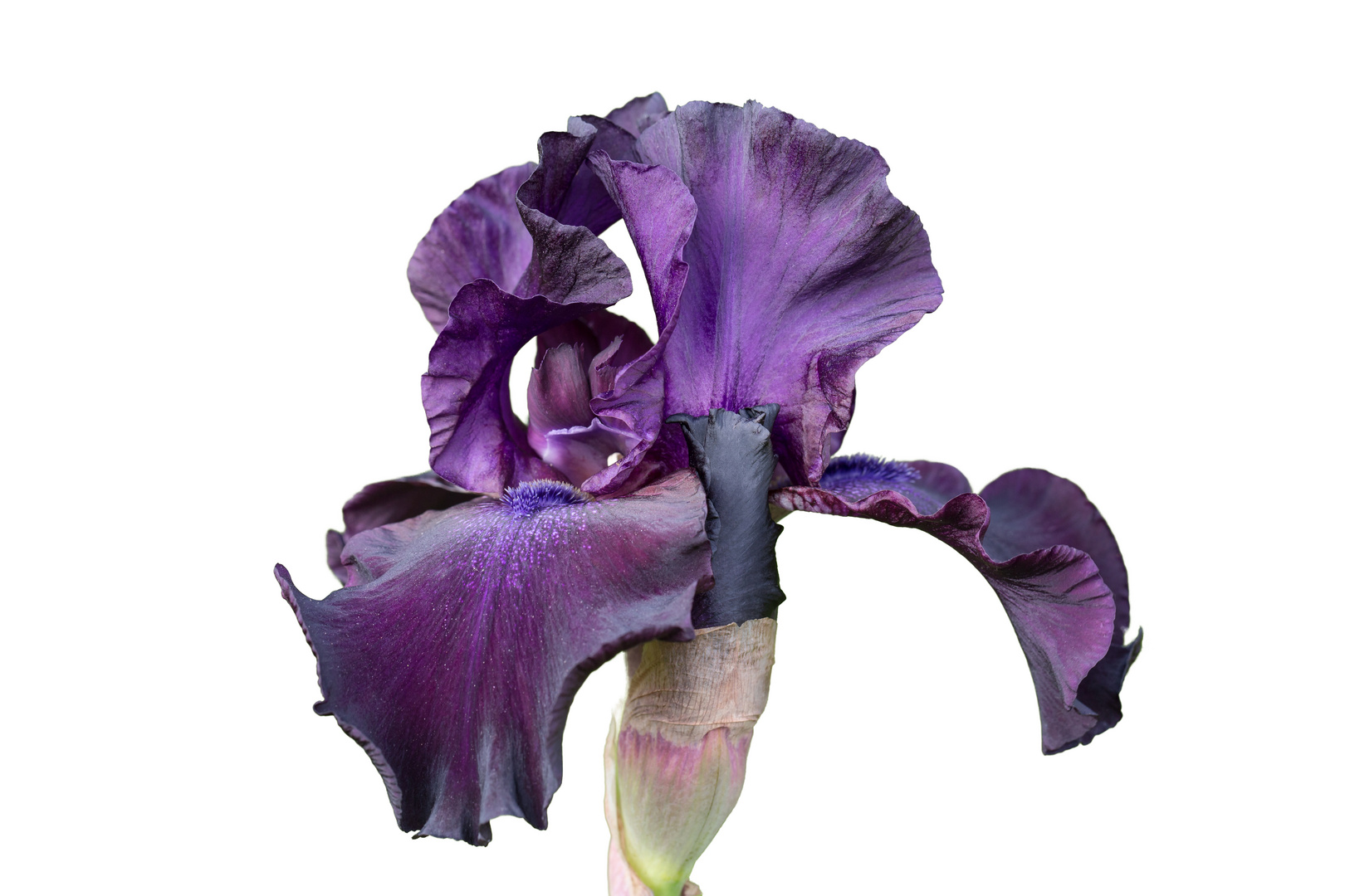 Iris Germanica