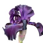 Iris Germanica