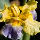  Iris Germanica Millestone