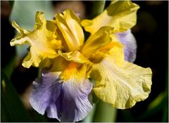  Iris Germanica Millestone