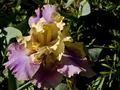 Iris germanica millestone