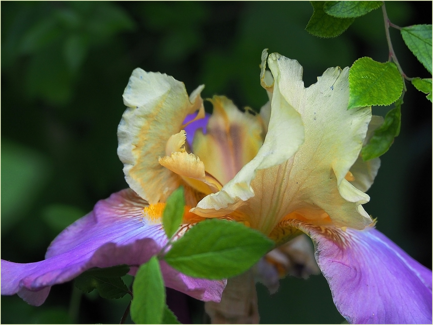 Iris Germanica Millestone 