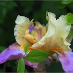 Iris Germanica Millestone 