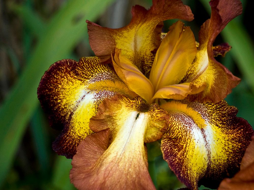 Iris germanica ´Spreckles´