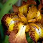 Iris germanica ´Spreckles´