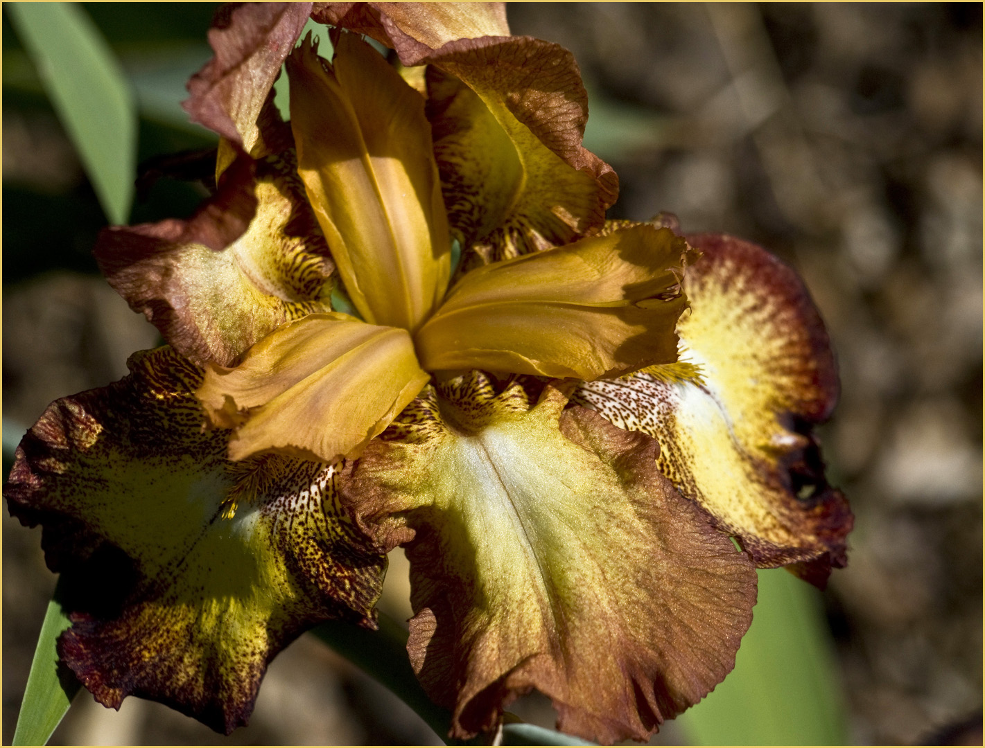 Iris Germanica Spreckles