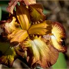 Iris Germanica Spreckles