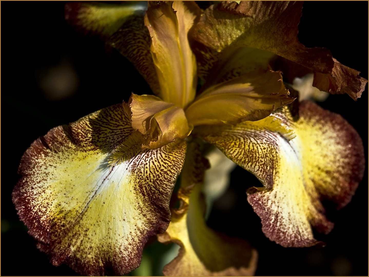  Iris germanica ´Spreckles´