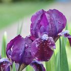 Iris giaggiolo nano