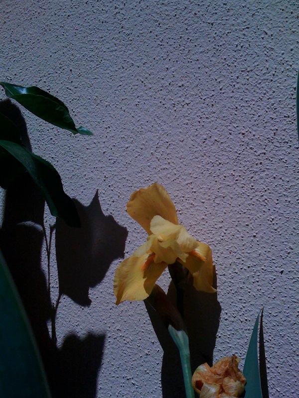 Iris giallo