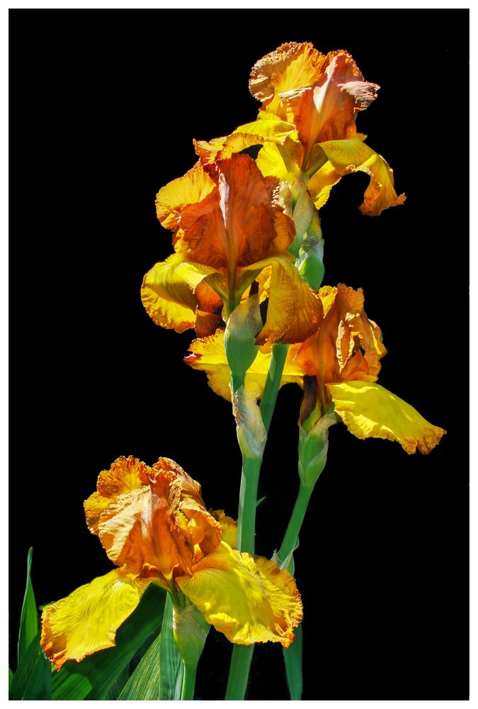 Iris giallo