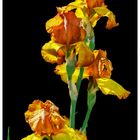 Iris giallo