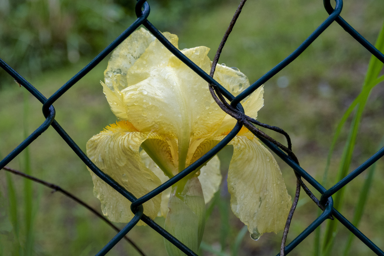 Iris giallo