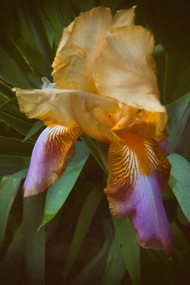 iris giallo