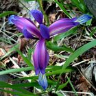 Iris graminea dalle prealpi bergamasche