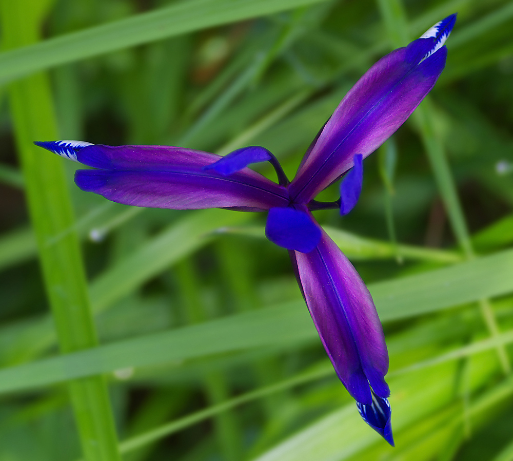 Iris Gremania