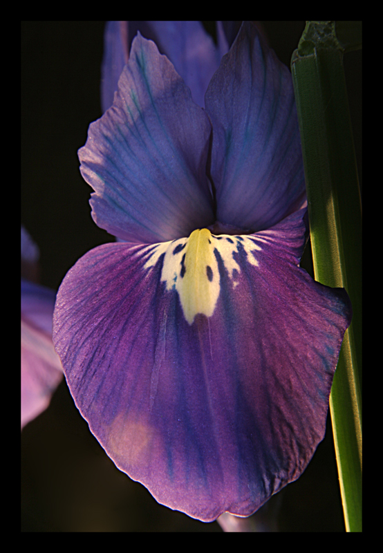 IRIS " Harmony"