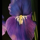 IRIS " Harmony"