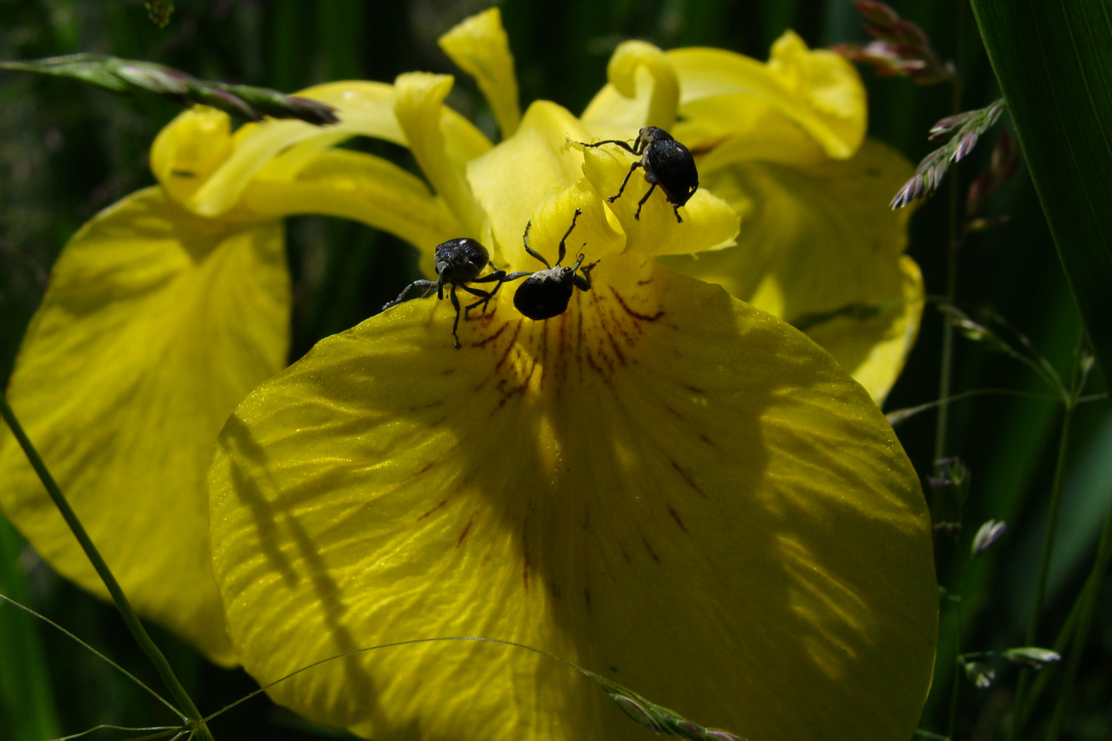 Iris hat Besuch