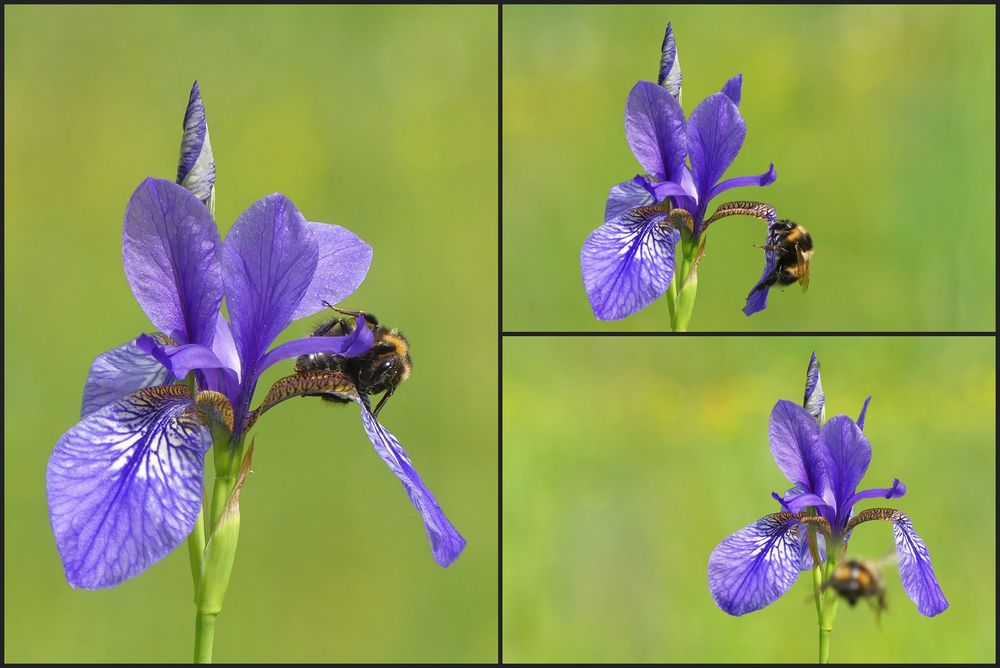 Iris hat Besuch