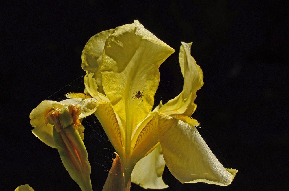 Iris hat Besuch