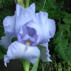 Iris hellblau