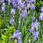 Iris-Herde