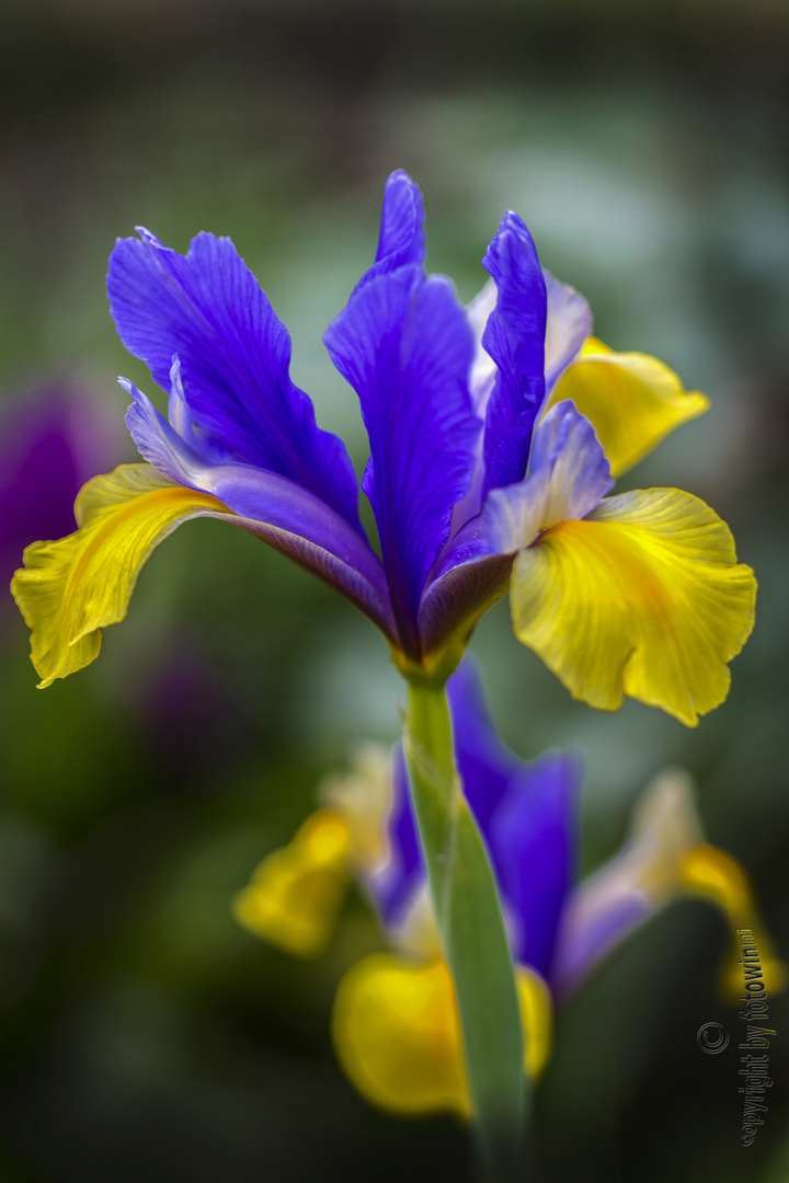 Iris hollandica