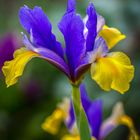 Iris hollandica