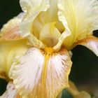 Iris 'Honey glazed'