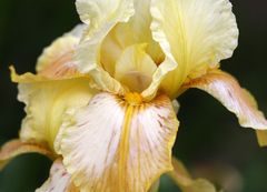 Iris 'Honey glazed'