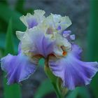 Iris I