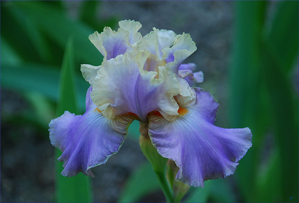 Iris I