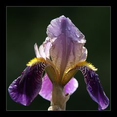 Iris I