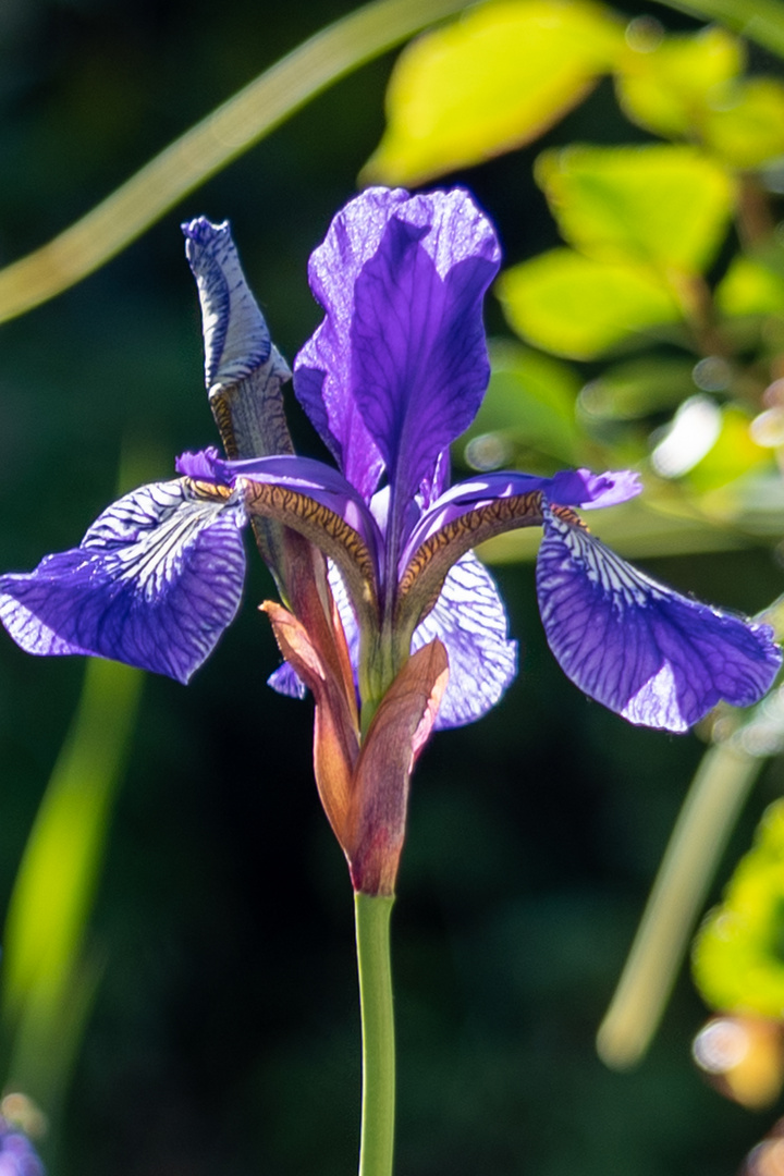 Iris I