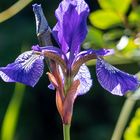 Iris I