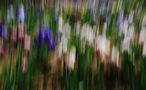 " Iris - i colori della natura " von Moreno..Brandi 