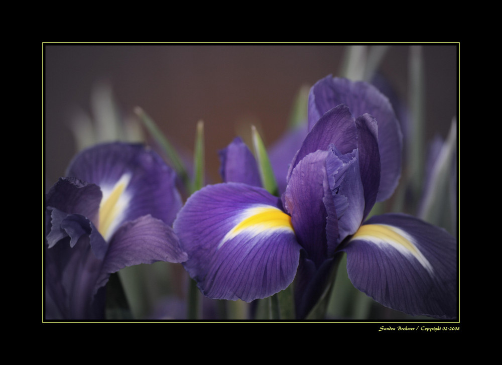 Iris I